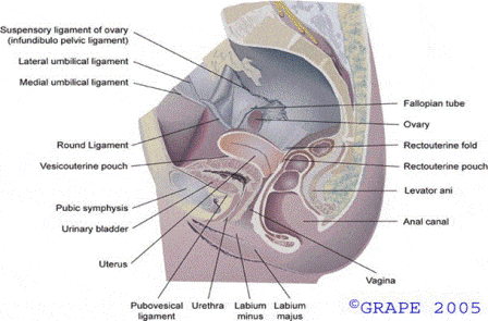 gallbladder removal laparoscopic. Gallbladder Surgery