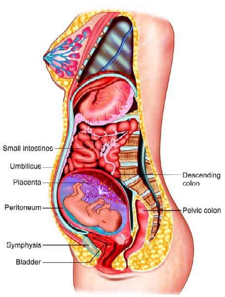 Anatomical changes inside abdominal cavity during pregnancy