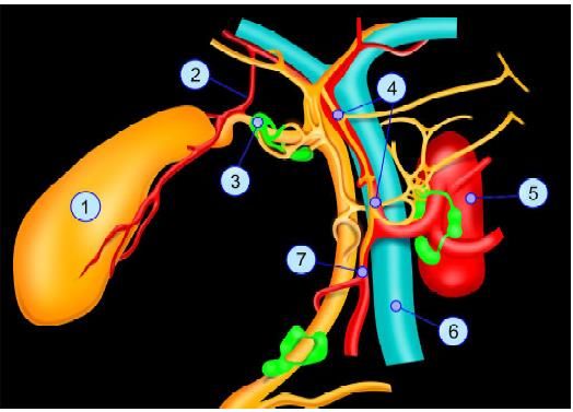 Topographic anatomy of gallbladder: (1) Gallbladder; (2) Cystic artery; (3) Mascagni lymph node; (4) Proper hepatic artery; (5) Abdominal aorta; (6) Portal vein; (7) Gastroduodenal artery