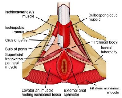 Perineal anatomy