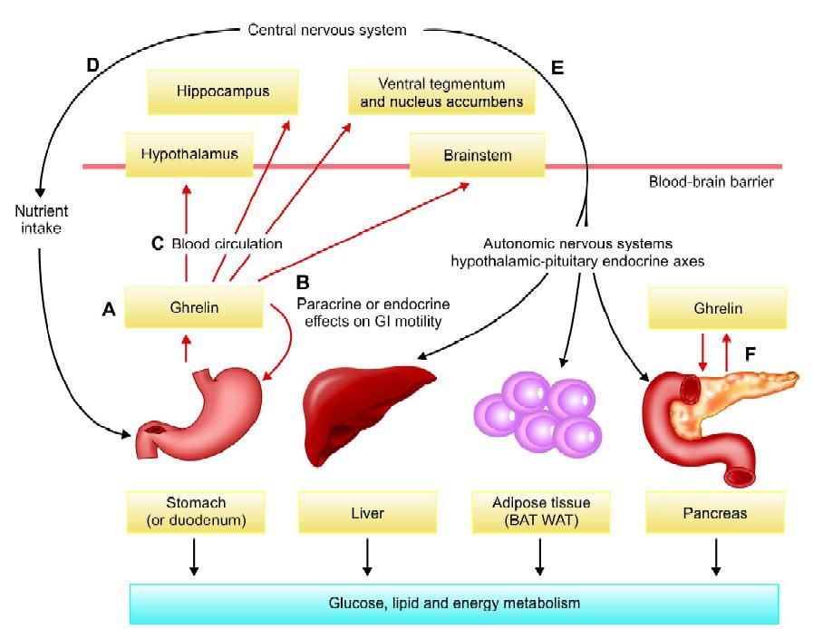 Obesity and Laparoscopic Sleeve Gastrectomy