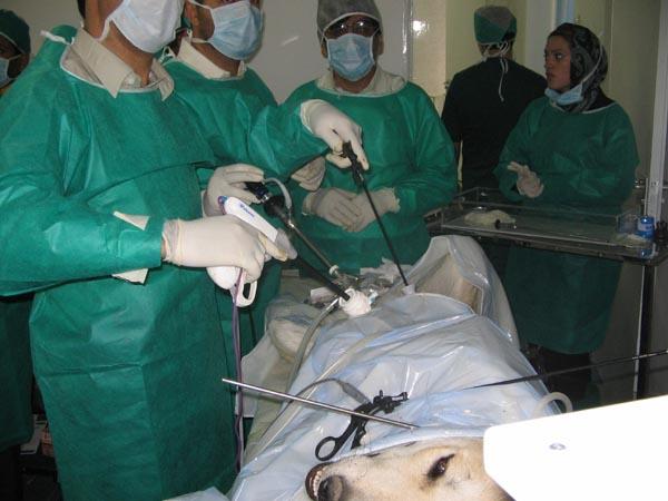 Diploma in Laparoscopic Surgery