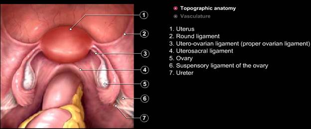 Normal Pelvis