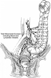 vascular supply of the sigmoid and rectum
