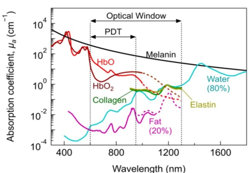 Absorption co-efficient of various biological tissues at different wavelength spectrum. 
