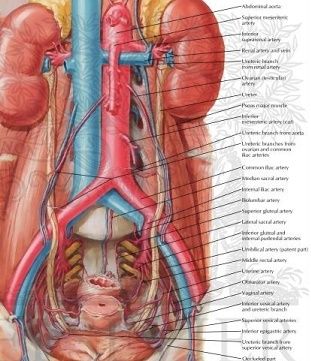 Anatomy Abdomen