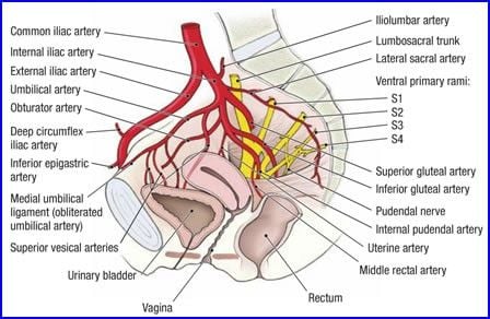 Anatomy of Pelvis