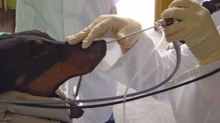 FELLOWSHIP IN UPPER AND LOWER GI ENDOSCOPY FOR VETERINARY DOCTORS
