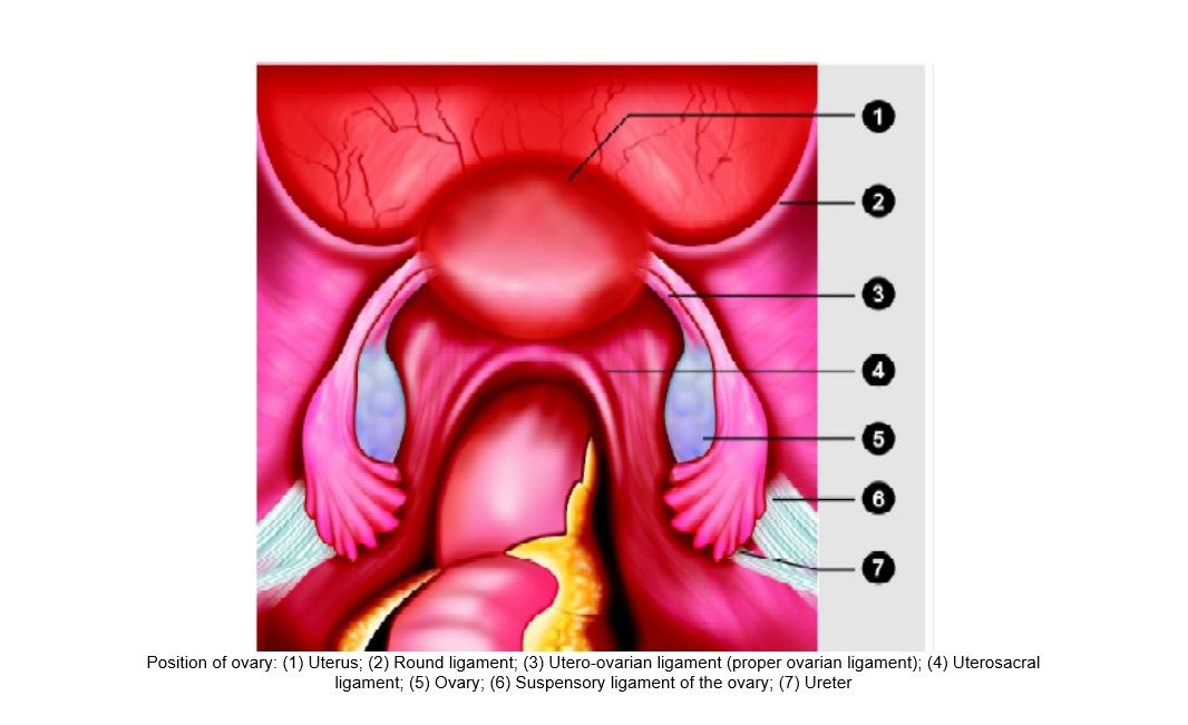 Position of Ovary