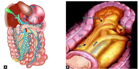 Vascular supply of left side of colon