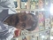 SHAILENDRA