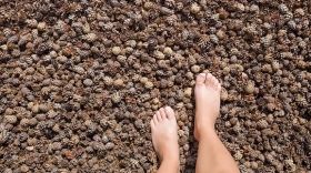 Benefits of Earthing: Decreased Inflammation after Laparoscopic Surgery
